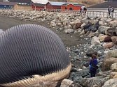 Vyplavené tělo plejtváka obrovského na kanadském ostrově Newfoundland.
