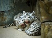 Očkování, vážení a čipování mláďat bílých tygrů v liberecké zoo.