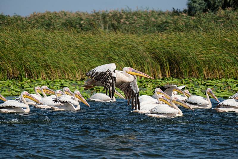 Ráj pelikánů. Delta Dunaje s tisíci kilometrů nedotčeného území je hnízdištěm obrovského množství ptáků, mezi nimi také největší evropské populace obřích pelikánů.