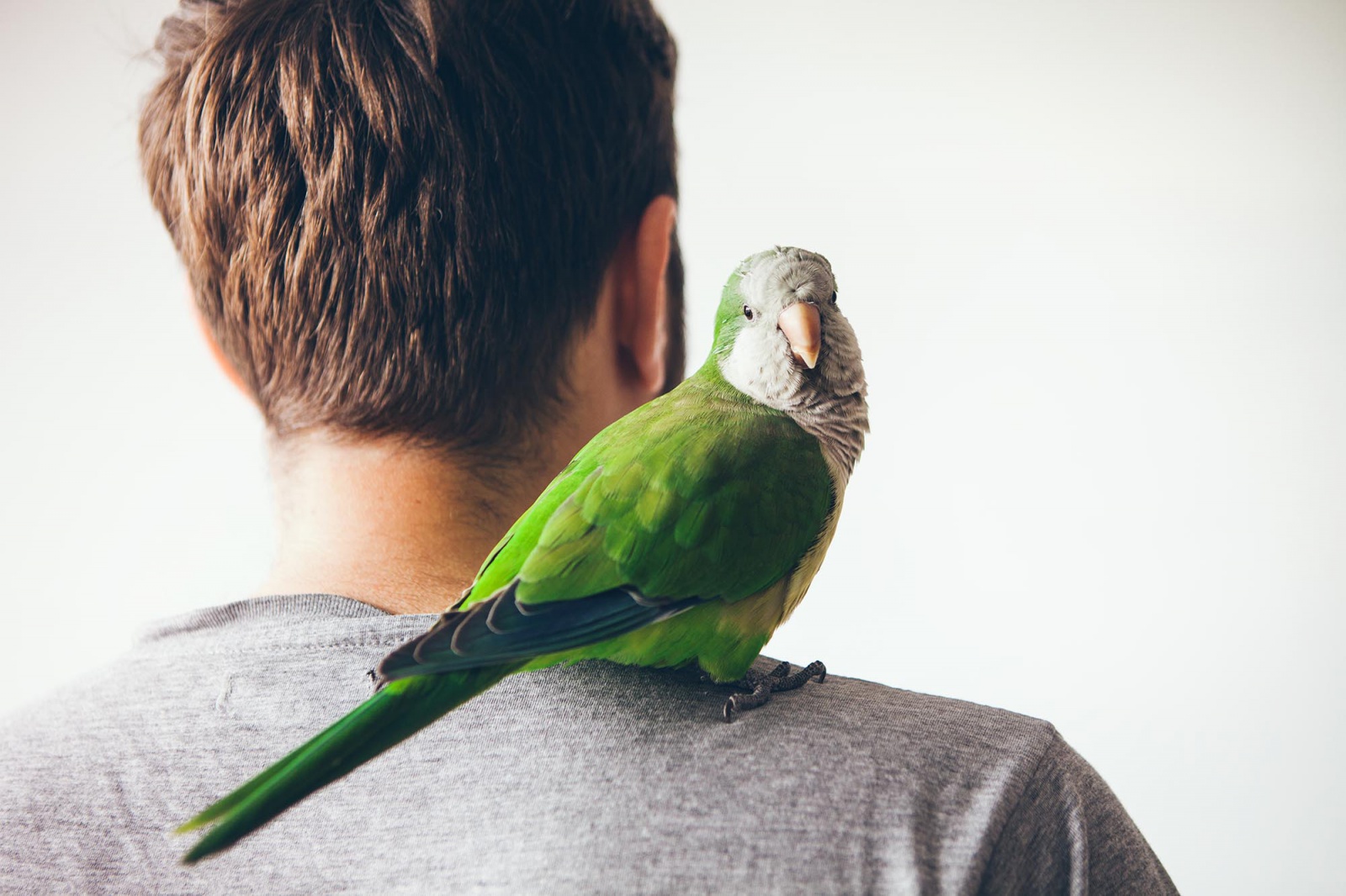 Náladový, upovídaný, věrný. Mít doma papouška není tak snadné, jak se zdá -  Chomutovský deník