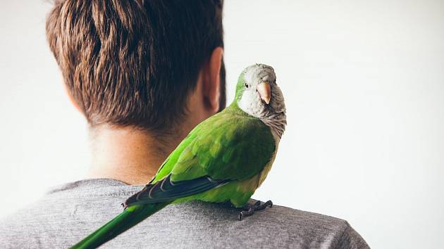 Papoušek si mnohdy vybere jednoho oblíbence. Ostatní přehlíží.