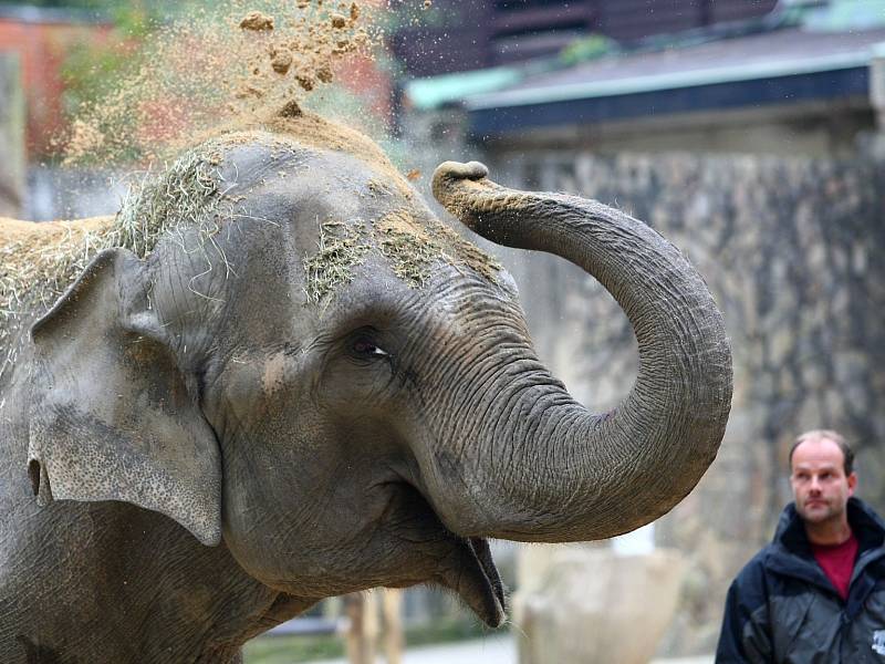 Do liberecké zoo přivezl transport z Münsteru 2. října novou slonici Balu. 
