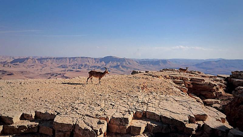 KRÁTER RAMON. Výhled na ohromujícící poušť s jejími typickými obyvateli, kozorožci núbijskými.