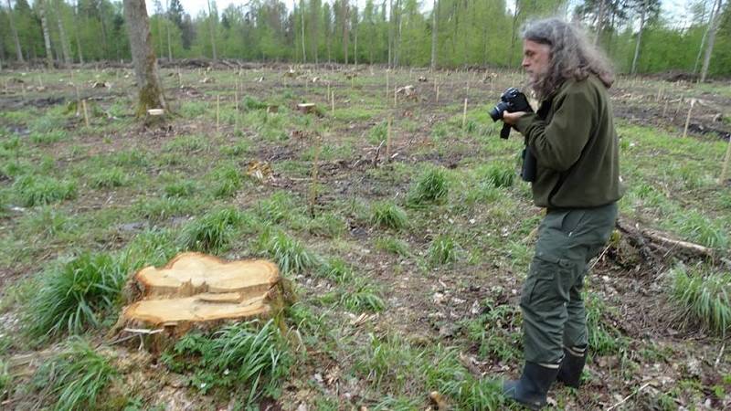 V Bělověžském pralese zůstávají vykácené pláně