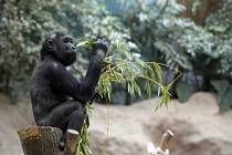 Gorila v pražské zoo - Ilustrační foto
