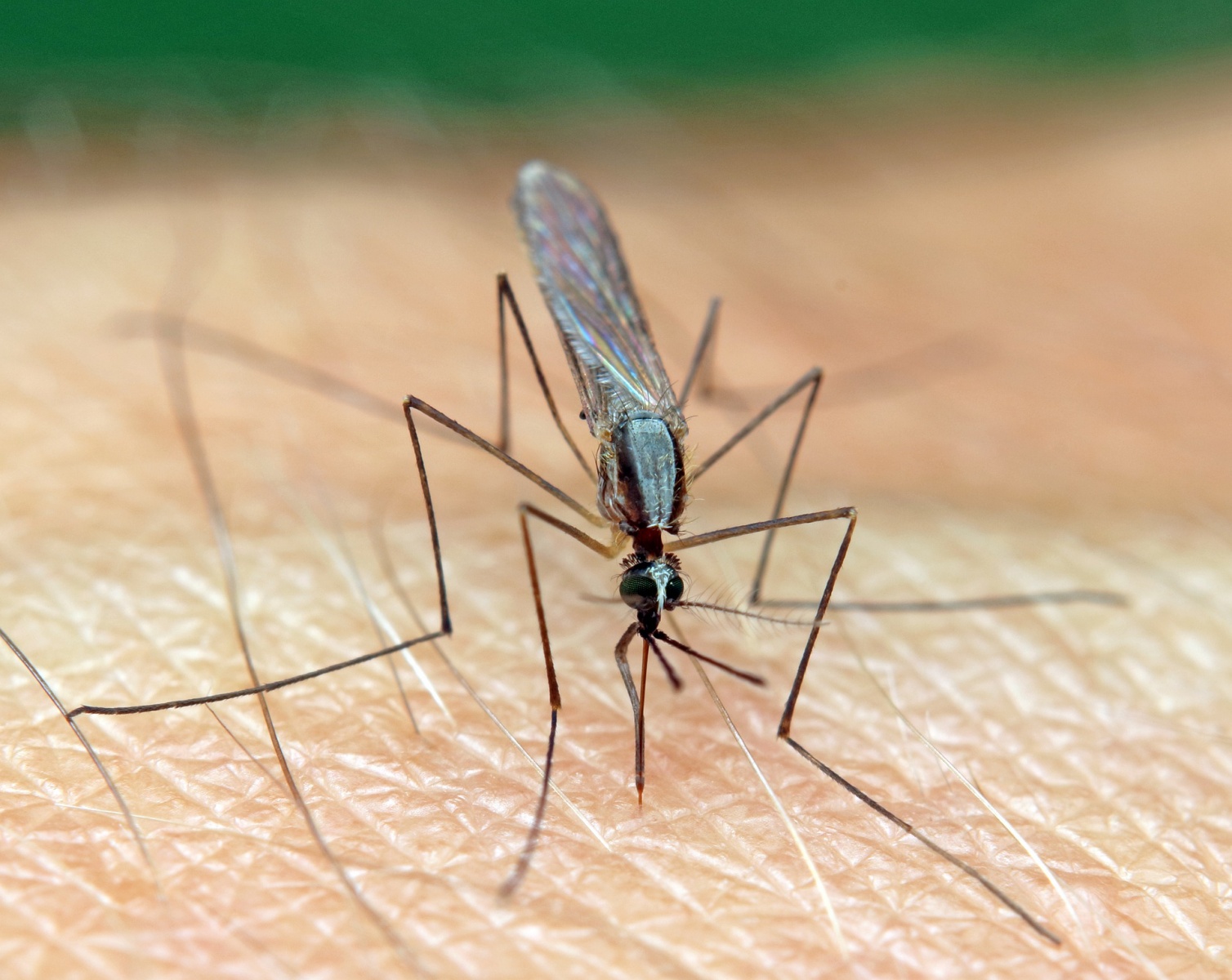 Jak se může člověk ochránit před malárii?