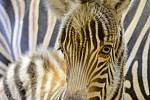 Zebra Chapmanova v liberecké Zoo