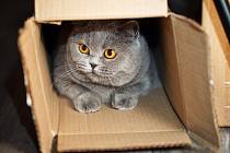 Krabice poskytuje kočkám perfektní prostor pro úkryt nejen před nebezpečím, ale také před stresem