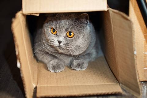 Krabice poskytuje kočkám perfektní prostor pro úkryt nejen před nebezpečím, ale také před stresem.