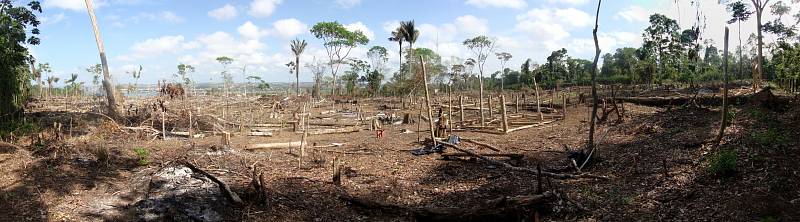 Amazonský prales likviduje nelegální těžba a vypalování