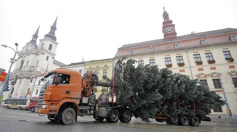 Další vánoční strom stojí od rána v Jihlavě. Rozsvícen bude slavnostně v neděli – 28. listopadu, kdy začíná letošní advent.