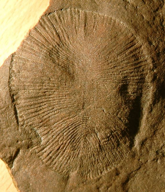 Nejstarší fosilie na světě Dickinsonia