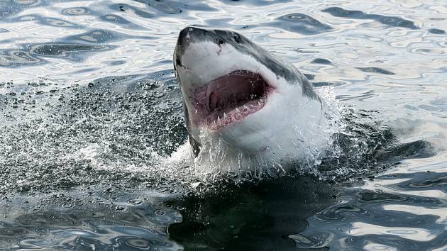 Žralok bílý, ilustrační foto