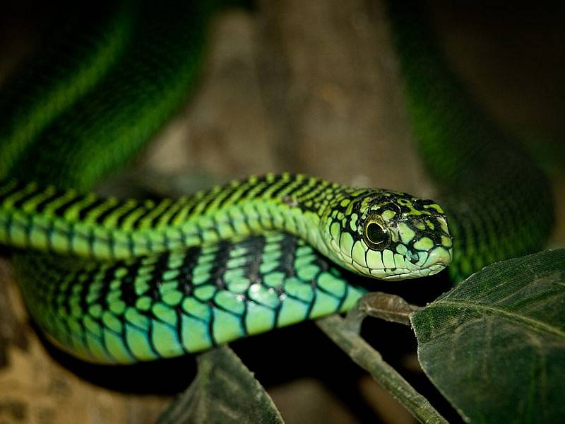 Bojga africká, neboli boomslang, jak tohoto hada označují domorodci, patří mezi nejjedovatější africké plazy. Oběti tohoto hada po uštknutí umírají na vnitřní krvácení.