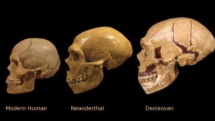 Srovnání lebky denisovana, neandrtálce a příslušníka rodu homo sapiens