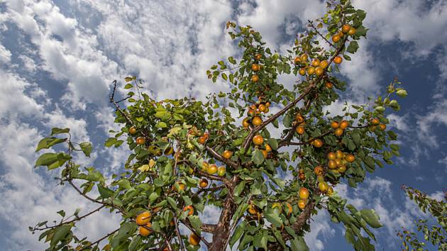 Meruňky v ovocném sadu - ilustrační foto