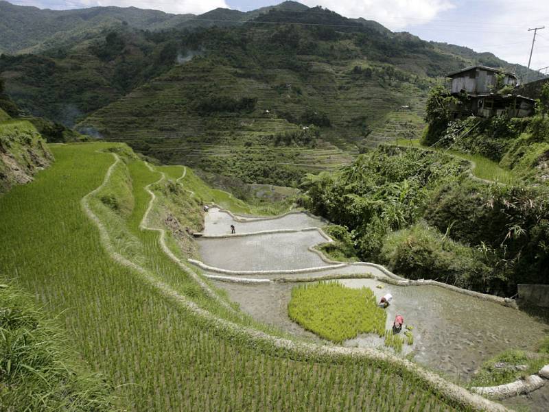 Terasy s rýžovými poli ve filipínské provincii Ifugao severně od Manily. Cena rýže stoupla od konce roku 2007 na Filipínách o více než 30 procent.