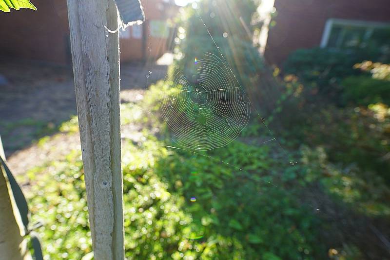 Pavoučí síť prozářená sluncem, v blízkosti lesního srubu nedaleko Vancouveru