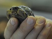Celníci na letišti v madagaskarském hlavním městě Antananarivu objevili ve dvou bednách směřujících do Malajsie rekordní počet želv dvou kriticky ohrožených druhů. Asi 20 mláďat ohrožených druhů želvy paprsčité a želvy angonoka v krabici pošlo.