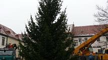 Ve středu dopoledne pracovníci Městských lesů Prachatice porazili na zahradě rodiny Mrázových vánoční strom, který bude zdobit prachatické Velké náměstí. Rozsvícení se uskuteční v neděli vpodvečer, kdy bude zároveň zapálena první svíce na adventním věnci.