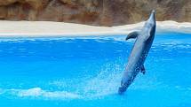 Delfín skákavý - Ilustrační foto