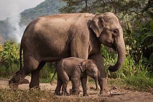 Mark Shand je mimo jiné zakladatelem nadace Elephant Family, která usiluje o záchranu vymírajícího slona asijského.