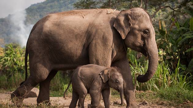 Mark Shand je mimo jiné zakladatelem nadace Elephant Family, která usiluje o záchranu vymírajícího slona asijského.