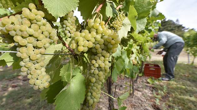 Evropská komise přijala v srpnu opatření, která mají pomoci producentům ovoce, zeleniny a vína vypořádat se s dopady extrémního počasí na kontinentu. 