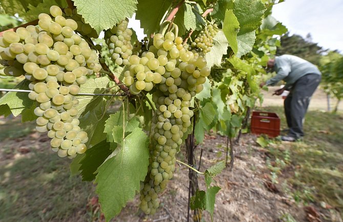 Evropská komise přijala v srpnu opatření, která mají pomoci producentům ovoce, zeleniny a vína vypořádat se s dopady extrémního počasí na kontinentu. 