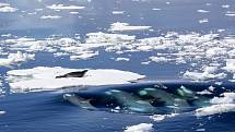 Kosatky loví ve skupině a jsou velmi zdatnými lovci. Na snímku je například zachycen lov na tuleně. Kosatky se dokáží zkoordinovat tak, že vytvoří vlnu, která tuleně shodí z ledové kry. Ve vodě jej pak snadno usmrtí.