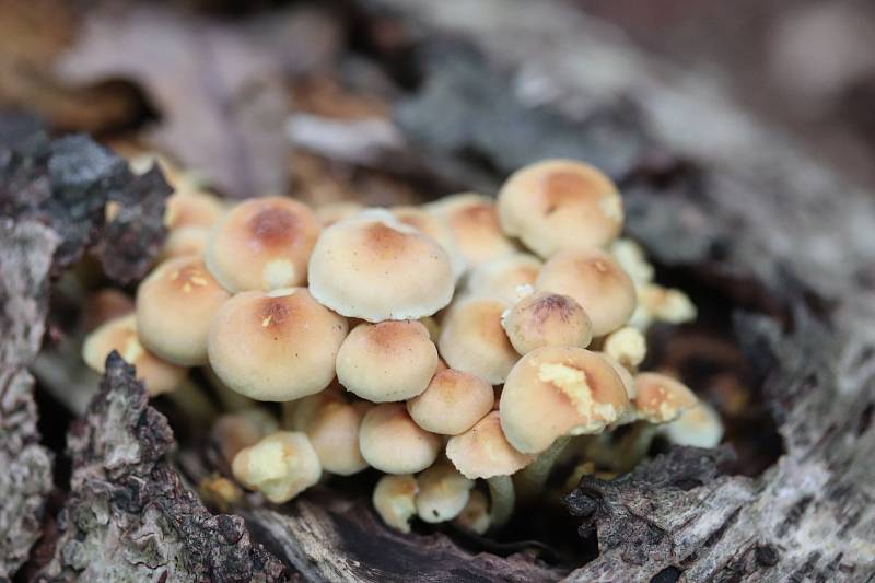 Třepenitka svazčitá je jedovatá houba. Je silně hořká. To samo o sobě varuje před jejím sběrem a konzumací.