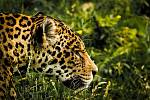 Jaguáři jsou spíše samotářští predátoři, kteří se živí velkými savci.