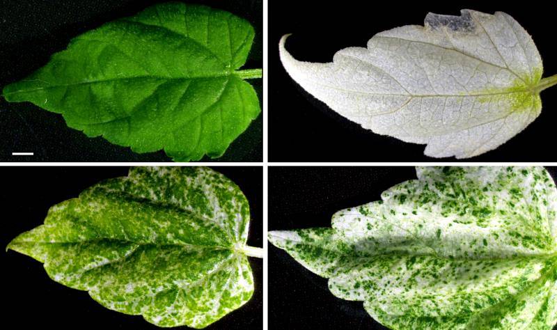 Vědci z Biologického centra Akademie věd upravili chmel otáčivý s použitím technologie molekulárních nůžek. Za svůj první cíl si vybrali gen pro enzym zajišťující výrobu listových barviv. Jeho vypnutí je totiž na rostlině ihned vidět.