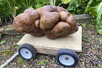 Pravděpodobně největší brambor světa o hmotnosti téměř osm kilogramů vypěstovali na své zahradě na Novém Zélandu manželé Colin and Donna Craigovi-Brownovi