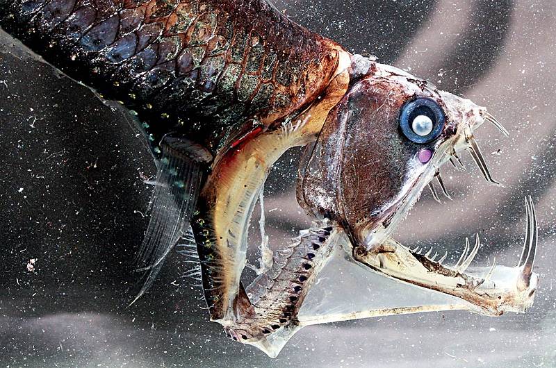 Některé hlubokomořské ryby umějí „vykloubit“ čelist, aby lépe dosáhly na potravu – je důležité nepromarnit žádnou šanci na získání potravy