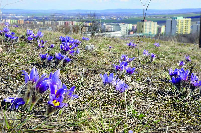 Přírodní rezervace Kamenný vrch se rozkládá v městských částech Nový Lískovec a Kohoutovice.