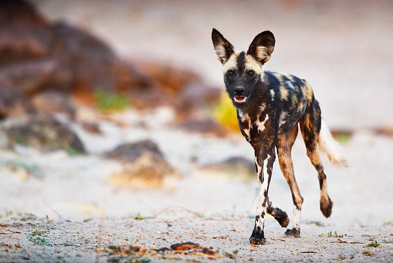 Fotograf na cestách a dobrodruh Petr Slavík se opakovaně vrací do Afriky na safari už téměř třicet let. Na podzim zamířil z Ústí nad Labem do buše či k Viktoriiným vodopádům poprvé od vypuknutí pandemie