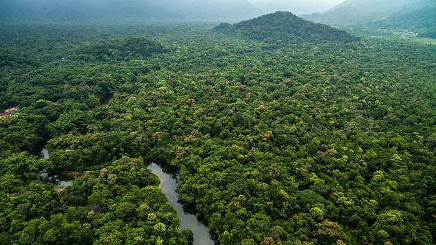 Amazonský deštný prales. Čtyři děti v ně po pádu letadla přežily 40 dní. Ilustrační snímek
