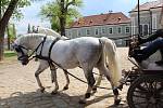 Národní hřebčín v Kladrubech nad Labem  je jedním z nejstarších na světě. Starají se zde o nejstarší české plemeno starokladrubských koní
