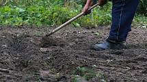 Pokud jste si záhon poryli už na podzim, na jaře jej znovu upravte. Někdy stačí zeminu nakypřit a zeminu uhrábnout.