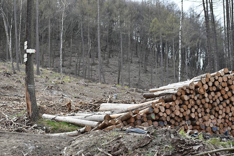 Těžba dřeva kvůli kůrovci pod Sedlem na Litoměřicku