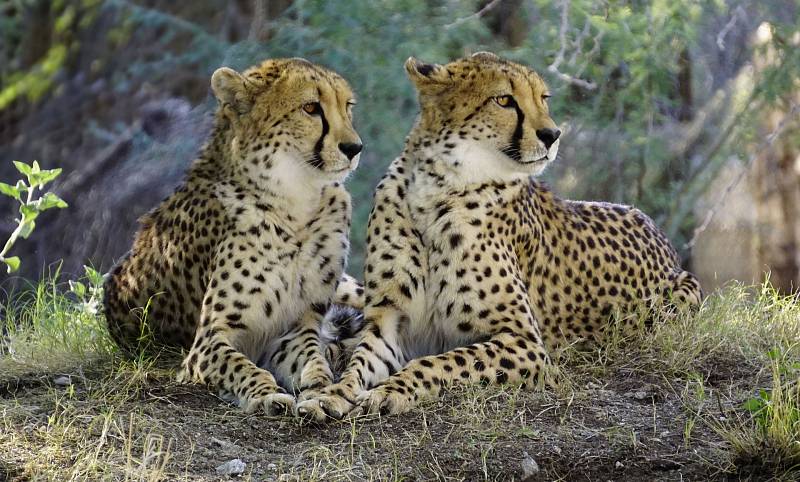 Gepard štíhlý (Acinonyx jubatus)