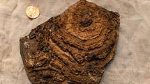 Tento snímek ukazuje jemně zvrstvenou vnitřní strukturu stromatolitu z Pilbara Craton v západní Austrálii