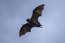 Letící netopýr - Ilustrační foto