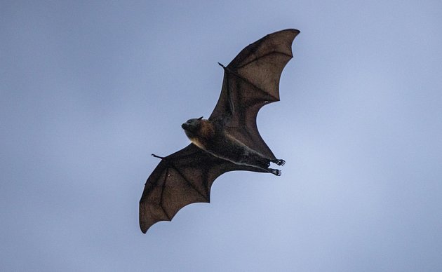 Letící netopýr - Ilustrační foto