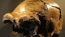 Lebka Homo erectus nalezená v údolí řeky Awaš v Etiopii.