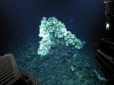 Modravou houbu dlouhou 3,5 metru, vysokou dva metry a širokou 1,5 metru našli vědci asi před rokem v chráněné oblasti u Severozápadních havajských ostrovů, která je největší chráněnou rezervací Spojených států. 