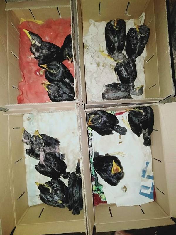 Ilegální obchod s ptákem loskutákem kvete v Indonésii na Facebooku i na zvířecích tržištích