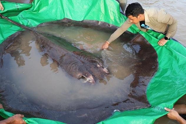 Kambodžští vesničané na řece Mekong ulovili rejnoka vážícího zhruba tři sta kilogramů. Na břeh ho muselo vytáhnout tucet mužů.