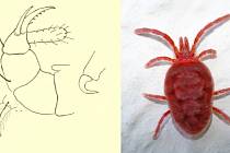 Na snímku vlevo je poběžník Banksův v detailech, vpravo ukázka roztoče coby malého pavoukovce.